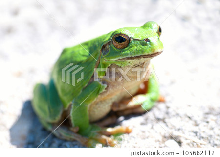 Green frog 105662112