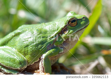 Green frog 105662113