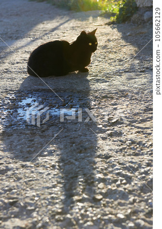 Black cat Black cat 105662129