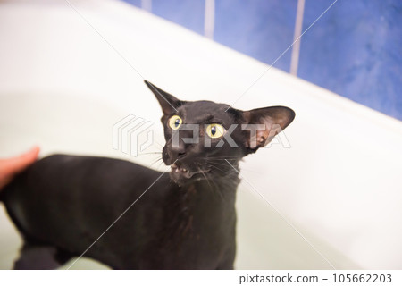 Black cat in water taking bath 105662203