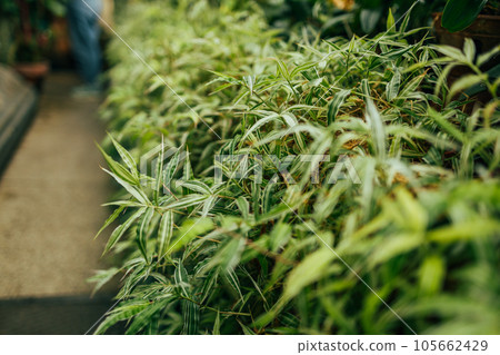 Fresh Bamboo leaves in a forest. Natural green background 105662429