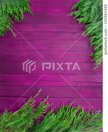 Texture purple boards with branches of green thuja. Christmas, New Year. Autumn, Winter. Vertical. Copy space 105662488