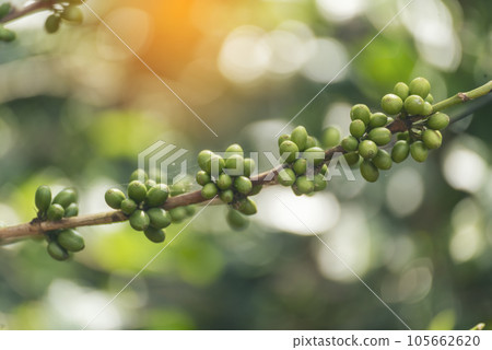 Green coffee bean berry plant with sunlight. Fresh raw seed coffee tree growth in eco organic farm morning time. Close up Green seed berries arabica coffee garden. Fresh coffee bean green leaf plant 105662620