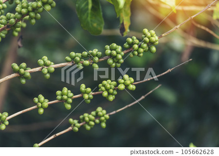 Green coffee bean berry plant with sunlight. Fresh raw seed coffee tree growth in eco organic farm morning time. Close up Green seed berries arabica coffee garden. Fresh coffee bean green leaf plant 105662628