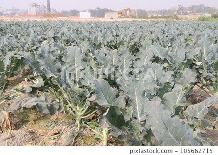 broccoli farm for harvest are cash crops 105662715