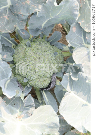 broccoli farm for harvest are cash crops 105662717