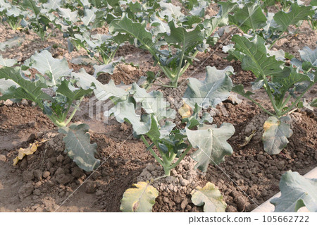 broccoli farm for harvest are cash crops broccoli farm for harvest are cash crops 105662722