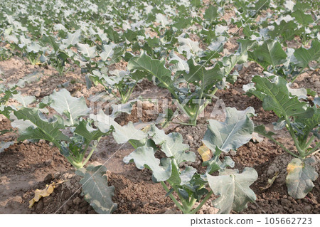 broccoli farm for harvest are cash crops broccoli farm for harvest are cash crops 105662723