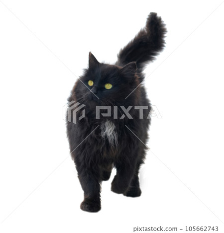 Wild black cat 105662743