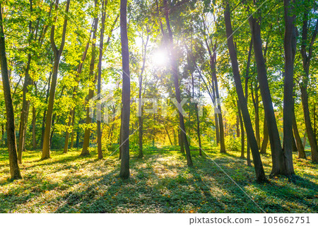 Forest sunset autumn trees Forest sunset autumn trees 105662751