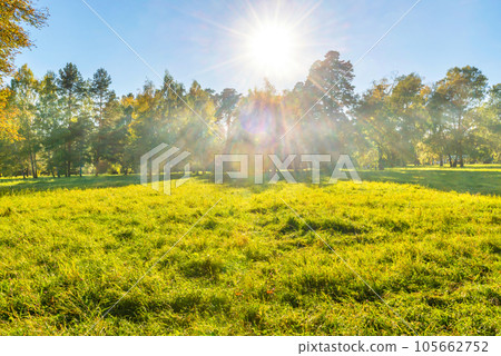 Green field and forest at sunset Green field and forest at sunset 105662752