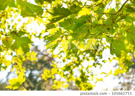 Green leaves and sun light Green leaves and sun light 105662753