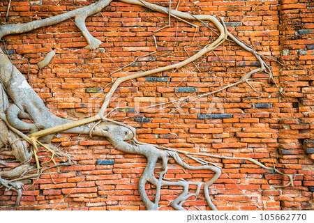 Brick wall and tree roots growing through it as background 105662770