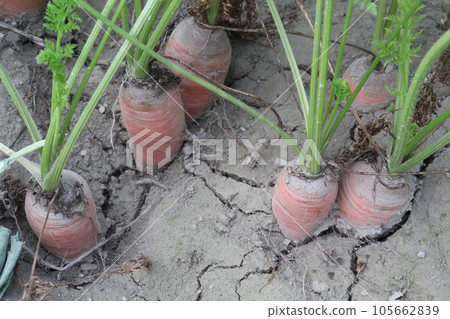 carrot with tree on farm for harvest carrot with tree on farm for harvest 105662839