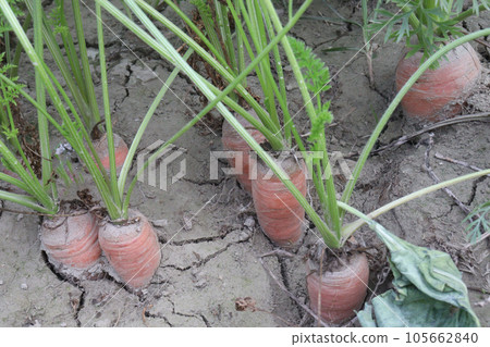 carrot with tree on farm for harvest carrot with tree on farm for harvest 105662840