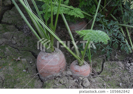 carrot with tree on farm for harvest carrot with tree on farm for harvest 105662842