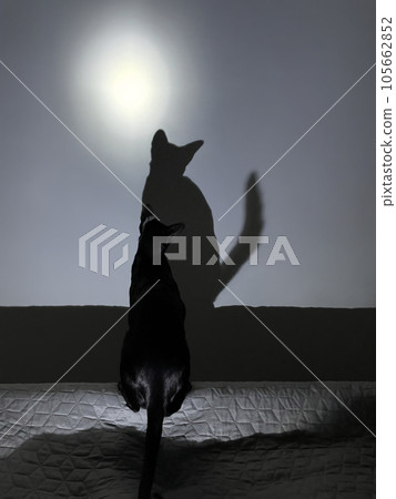 Black cat and black cat shadow Black cat and black cat shadow 105662852
