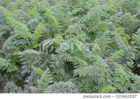 carrot with tree on farm for harvest 105662897