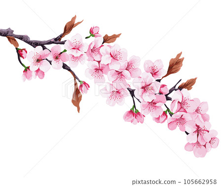 Branch with flowers. Japanese tree. Sakura. Vector illustration isolated on white 105662958