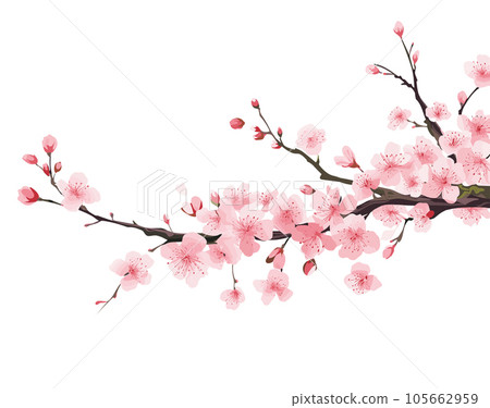 Branch with flowers. Japanese tree. Sakura. Vector illustration isolated on white 105662959