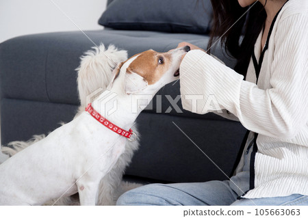Young asian woman playful with fluffy dog shih tzu for relax with love in the living room at home. 105663063