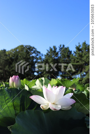 Lotus flower and clear blue sky 105663083