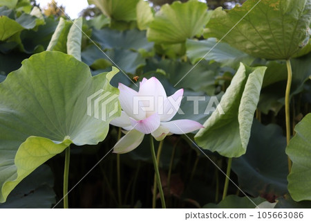 Lotus flower and bee 105663086