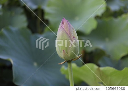 Lotus bud (horizontal image) 105663088