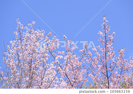 盛開的櫻花（與天空背景視頻同步拍攝） 105663159