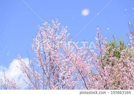Blue sky and cherry blossoms (Simultaneous shooting with video) Blue sky and cherry blossoms (Simultaneous shooting with video) 105663160