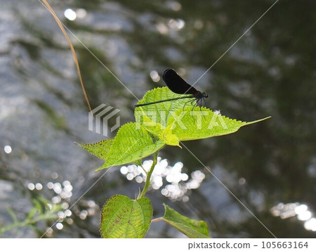 一隻羽黑蜻蜓（羽黑蜻蜓）棲息在河岸上生長的桑樹上 105663164