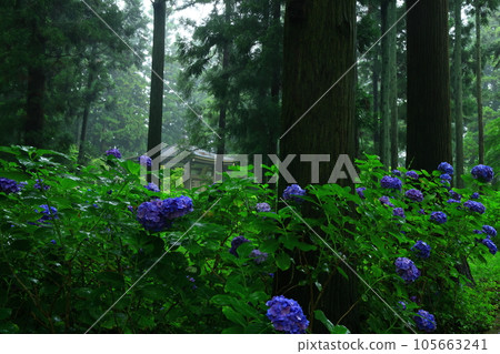 Hydrangea of Tateyama Historic Site Park 105663241