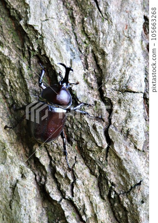 A male rhinoceros beetle that lives in the woods of Aigo no Sato, Hatoyama Town, which is famous for its intense heat. A male rhinoceros beetle that lives in the woods of Aigo no Sato, Hatoyama Town, which is famous for its intense heat. 105663268