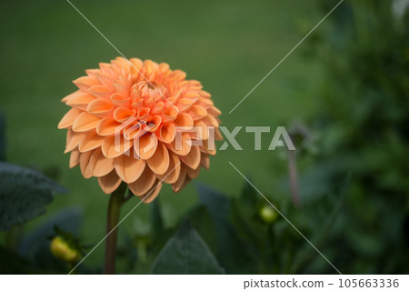 Closeup of orange dahlia flower in a public garden 105663336