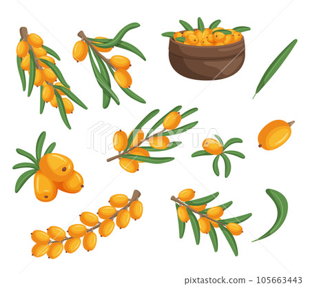 Sea Buckthorn Bright Orange Berries, Branches and Leaves, Rich In Vitamins, Antioxidants, And Omega Fatty Acids Sea Buckthorn Bright Orange Berries, Branches and Leaves, Rich In Vitamins, Antioxidants, And Omega Fatty Acids 105663443
