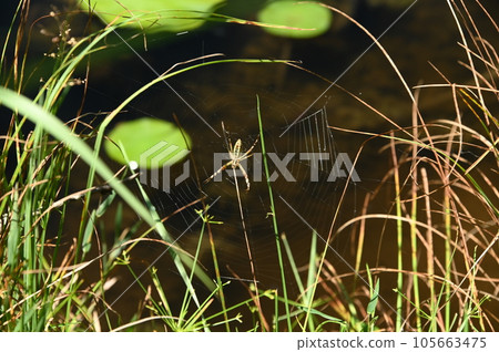 蜘蛛網和等待獵物的蜘蛛 蜘蛛網和等待獵物的蜘蛛 105663475