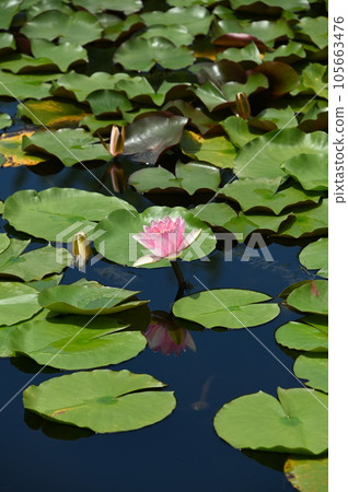 粉紅色的睡蓮花和倒影 105663476