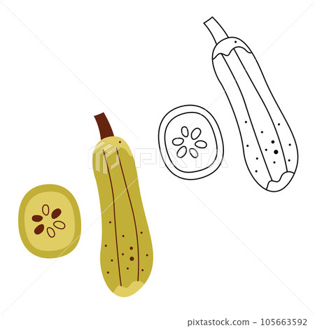 A small set with a zucchini and a piece of zucchini. Black and white and color clipart vector illustration. 105663592
