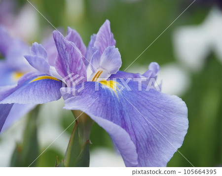 哈娜莎華 105664395