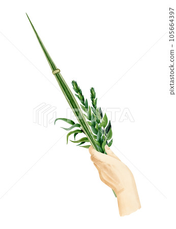 Hand holding Lulav watercolor illustration isolated on white background for Jewish Sukkot holiday. Man's hand with traditional plants of palm leaf, myrtle, willow Hand holding Lulav watercolor illustration isolated on white background for Jewish Sukkot holiday. Man's hand with traditional plants of palm leaf, myrtle, willow 105664397