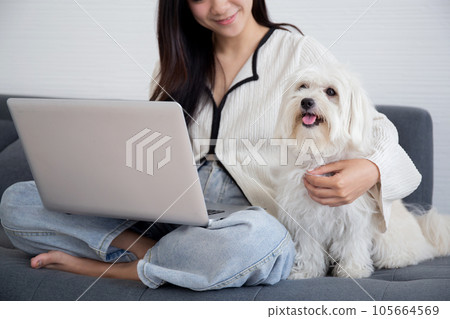 Closeup young asian woman sitting working on laptop computer to internet online with cozy with dog. 105664569