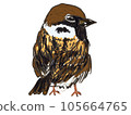 front facing sparrow 105664765