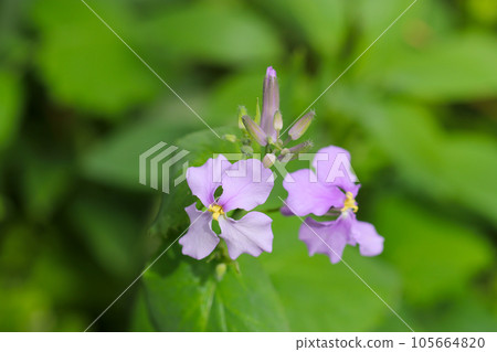 Lavender (light purple) flowers of the genus Coleoptera (macro lens, strobe + natural light, close-up photo) 105664820