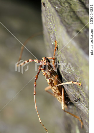 Black ants gather on the corpse of a long-horned beetle still standing on a tree trunk after it has died (using a macro lens) Black ants gather on the corpse of a long-horned beetle still standing on a tree trunk after it has died (using a macro lens) 105664821