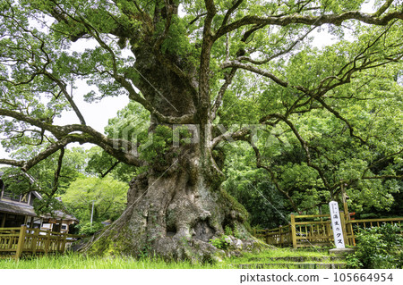 Kamo camphor tree certified as the largest tree in Japan (Aira City, Kagoshima Prefecture) 105664954