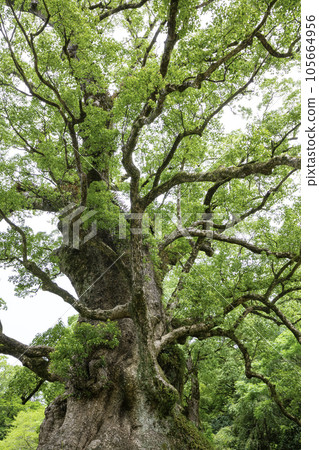 Kamo camphor tree certified as the largest tree in Japan (Aira City, Kagoshima Prefecture) Kamo camphor tree certified as the largest tree in Japan (Aira City, Kagoshima Prefecture) 105664956