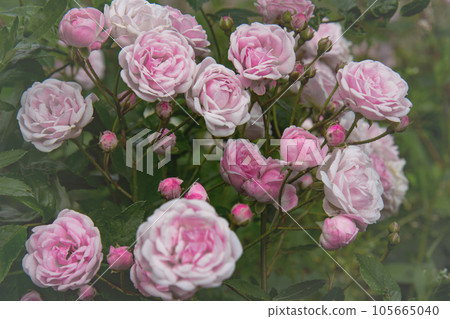 Blooming rose bush. Pink flowers on a bush in the summer garden. Blooming rose bush. Pink flowers on a bush in the summer garden. 105665040