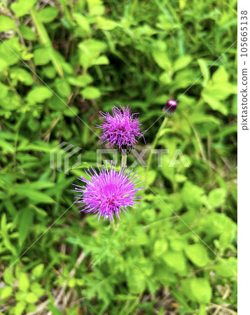 bright thistle bright thistle 105665138