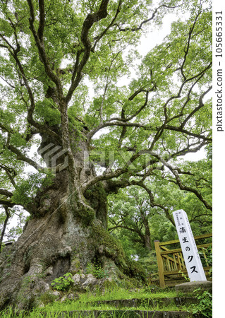 被認證為日本第一大樹的加茂樟樹(鹿兒島縣姫良市) 被認證為日本第一大樹的加茂樟樹(鹿兒島縣姫良市) 105665331