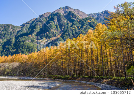 [Autumn Kamikochi] Shining Japanese larch and Azusa River 105665712